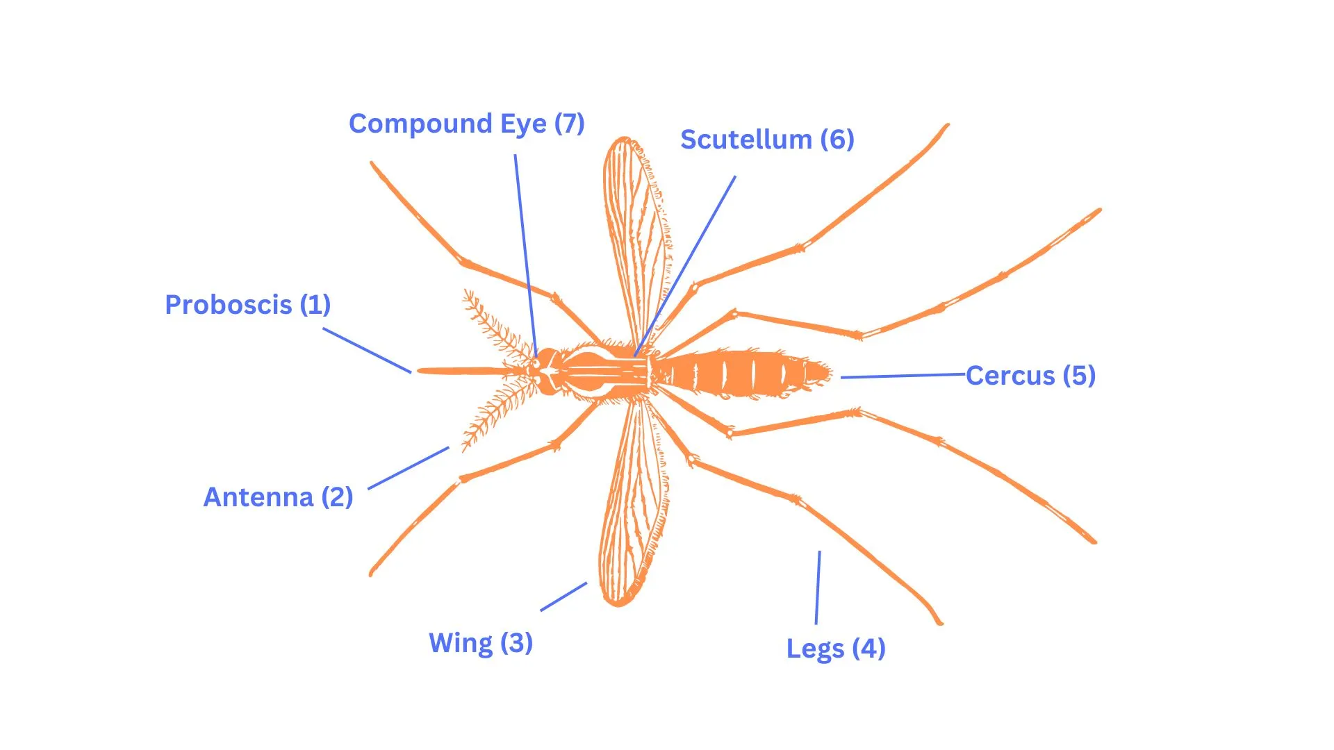 mosquito anatomy graph