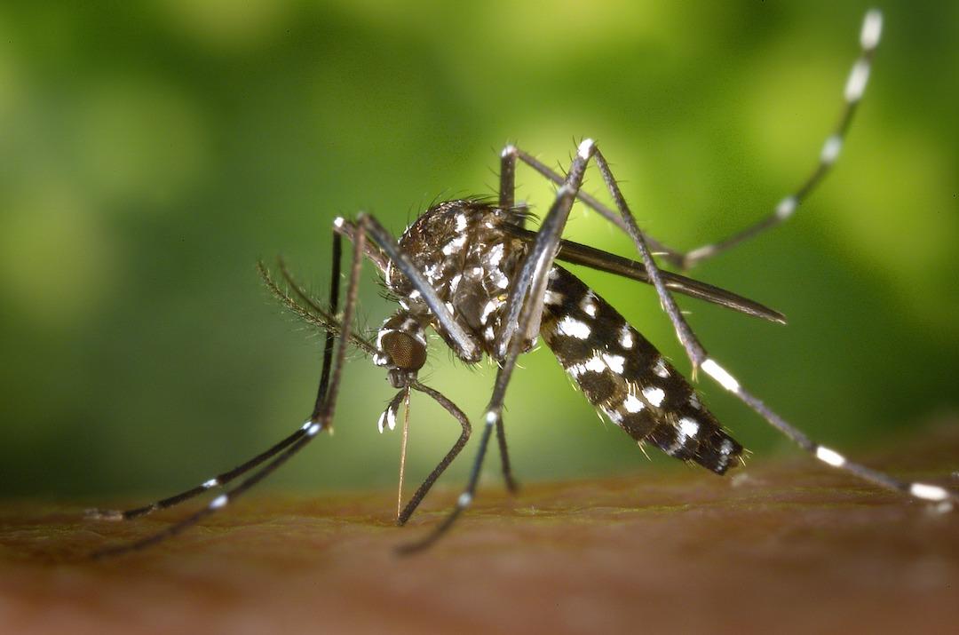 tiger mosquito biting