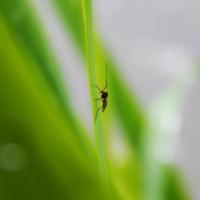 Mosquito Sitting on Blade of Grass