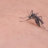 mosquito landing on an arm