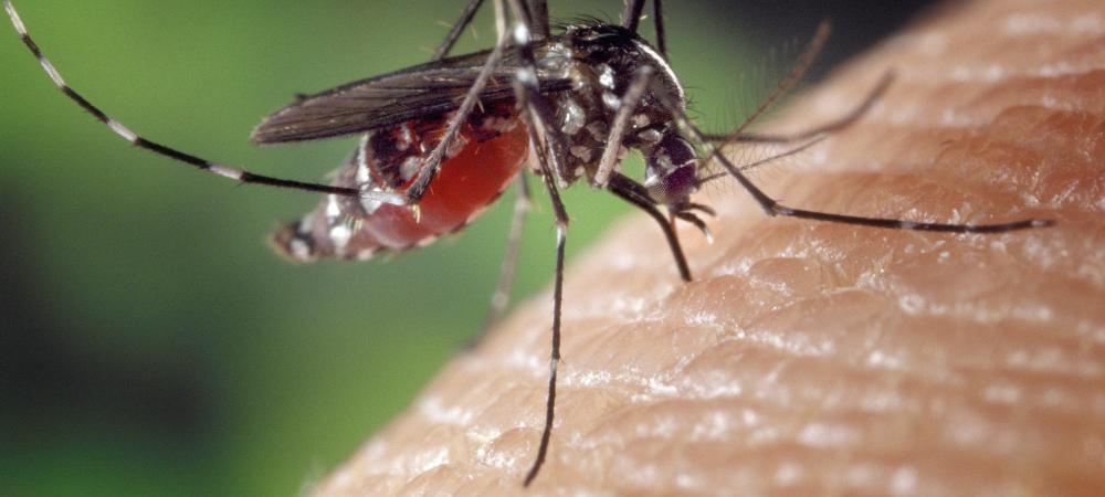 Mosquito biting human