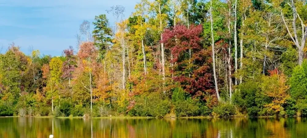 lake with woods lining it