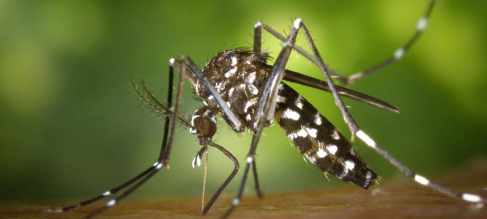 tiger mosquito biting