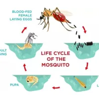 life cycle