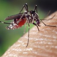 Mosquito biting human