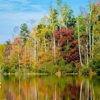 lake with woods lining it