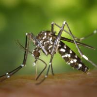 tiger mosquito biting