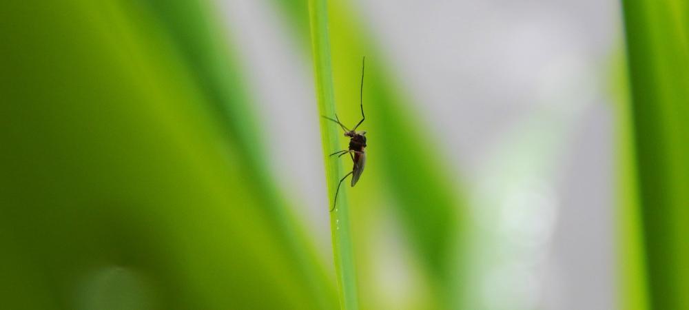 Mosquito Sitting on Blade of Grass
