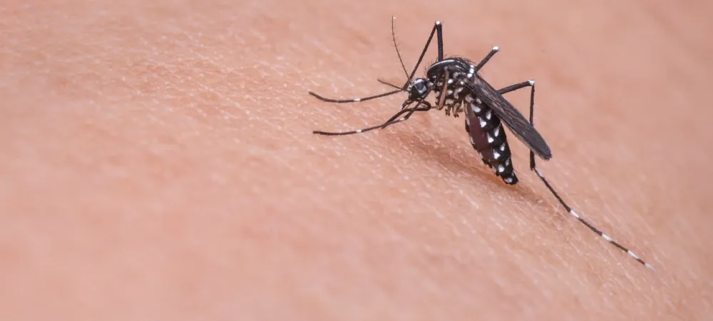 mosquito landing on an arm